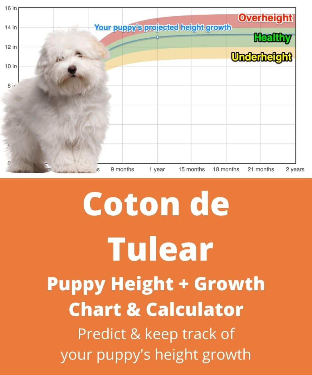 coton-de-tulear Puppy height Growth Chart